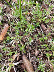 Chevreulia acuminata