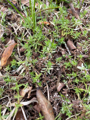 Chevreulia acuminata