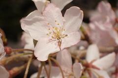 Prunus spachiana