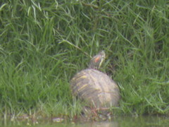 Trachemys scripta elegans