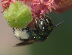 Ceratina eximia