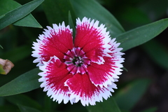 Dianthus chinensis × barbatus
