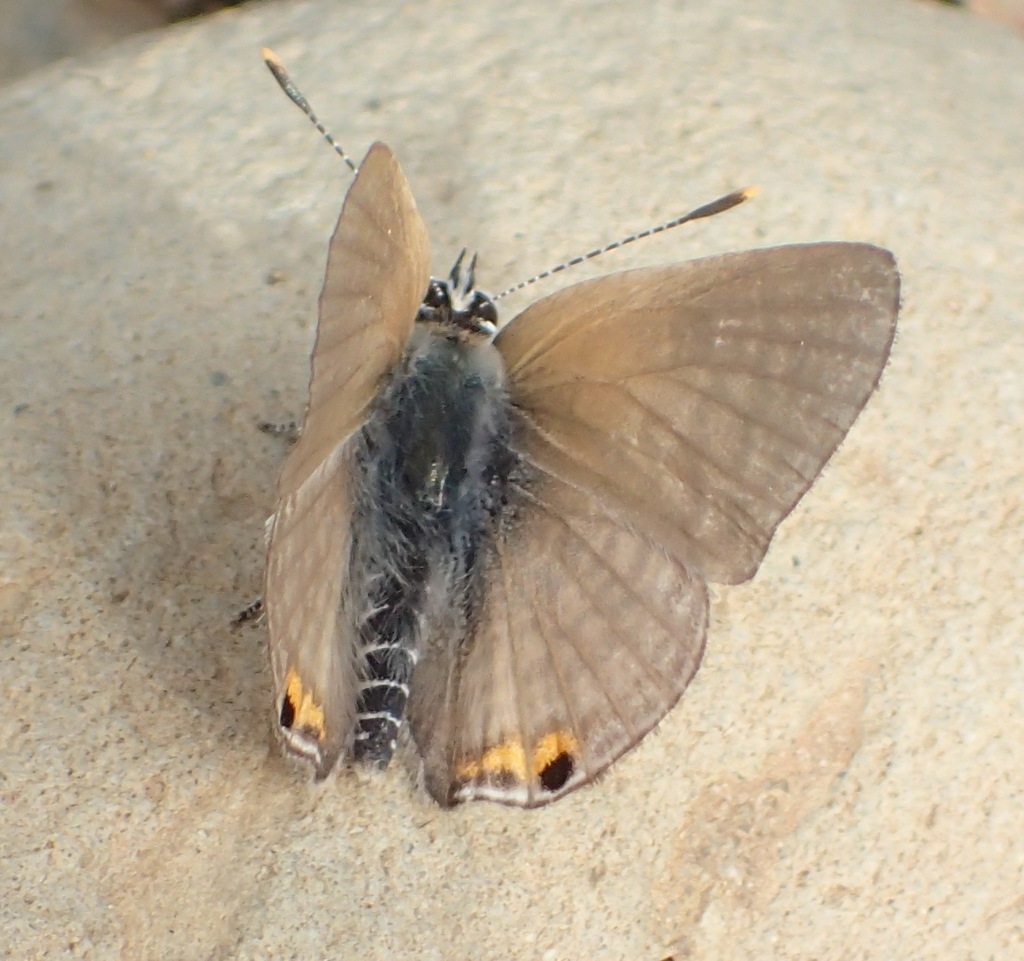 Black-striped Hairtail