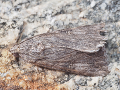Tathorhynchus exsiccata