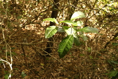 Alchornea aquifolia