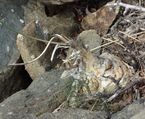 Image of Drimia intricata by (c) Nicola van Berkel, some rights reserved (CC BY-SA)