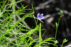 Sisyrinchieae