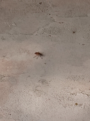 Leptoglossus clypealis