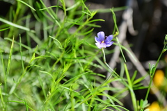 Sisyrinchieae