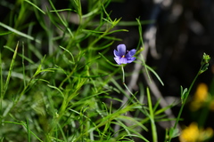 Sisyrinchieae