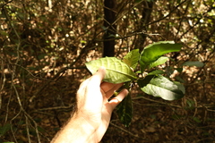 Alchornea aquifolia