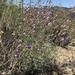 Mojave Beardtongue - Photo (c) Daniel S. Cooper, some rights reserved (CC BY-NC), uploaded by Daniel S. Cooper