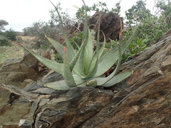 Aloe microstigma microstigma
