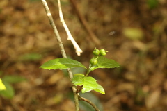 Alchornea aquifolia