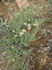 Phymaspermum thymelaeoides