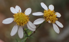 Phymaspermum thymelaeoides