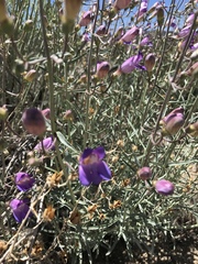 Penstemon incertus