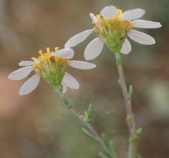 Phymaspermum thymelaeoides