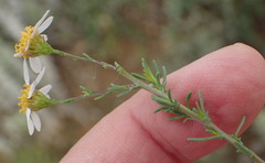 Phymaspermum thymelaeoides
