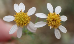 Phymaspermum thymelaeoides