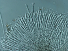 Piceomphale bulgarioides