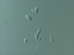 Piceomphale bulgarioides