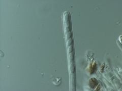 Piceomphale bulgarioides