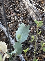 Acourtia nana