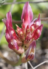 Astragalus incanus