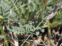 Astragalus incanus