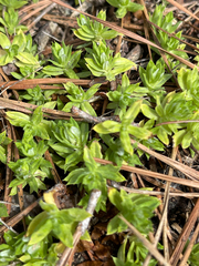Chevreulia acuminata