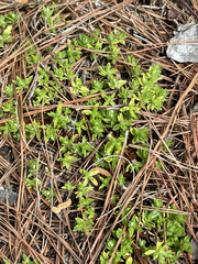 Chevreulia acuminata