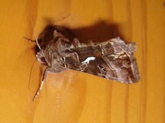 Autographa mandarina