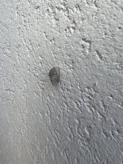 Bulimulus tenuissimus