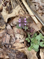 Lamium purpureum