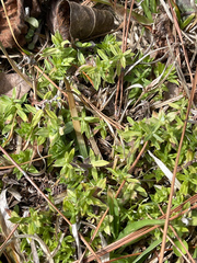 Chevreulia acuminata