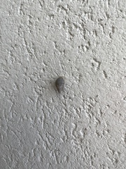 Bulimulus tenuissimus