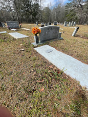 Chevreulia acuminata