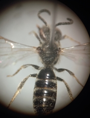 Lasioglossum pallens