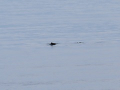 Phocoena phocoena vomerina