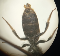 Lasioglossum pallens