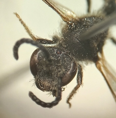 Lasioglossum pallens