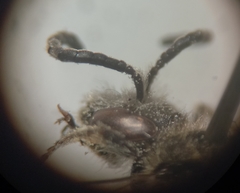 Lasioglossum pallens