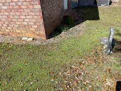 Chevreulia acuminata