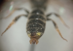 Lasioglossum pallens