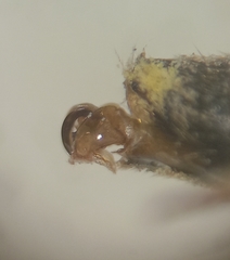 Lasioglossum pallens