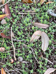 Chevreulia acuminata