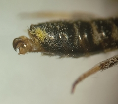 Lasioglossum pallens