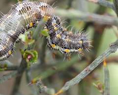 Athroolopha pennigeraria