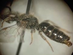 Lasioglossum pallens
